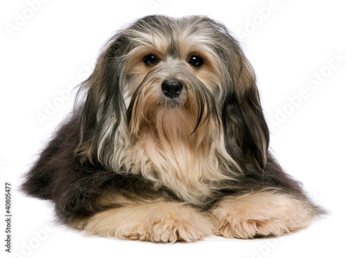Cute lying tricolor Havanese dog, isolated on white © mdorottya