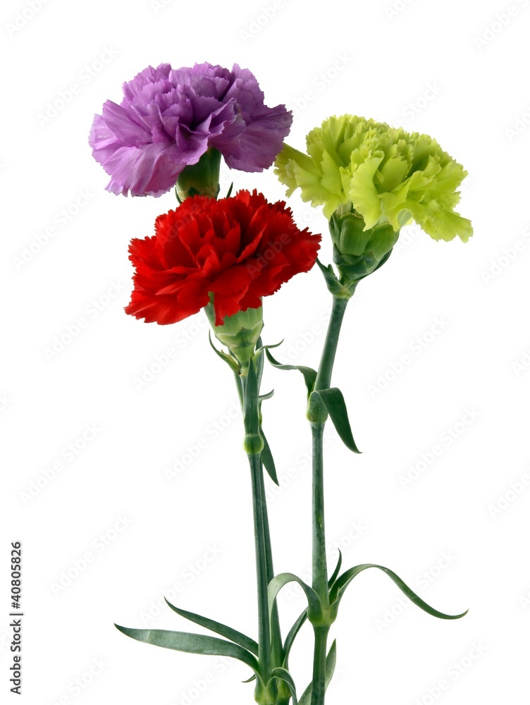 carnations in posy carnations in posy