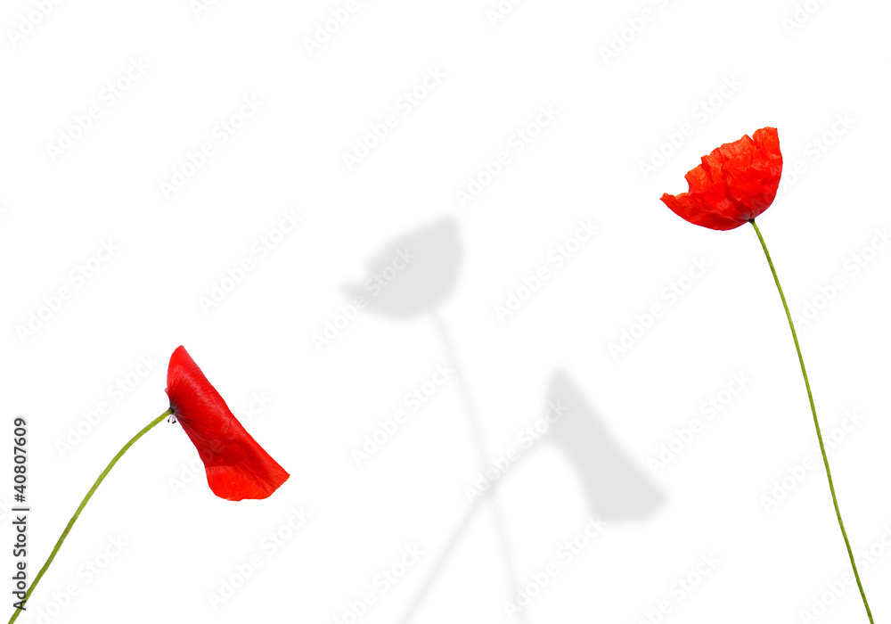 Naklejka premium amour de fleurs
