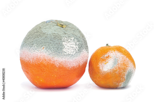 moldy orange and mandarine