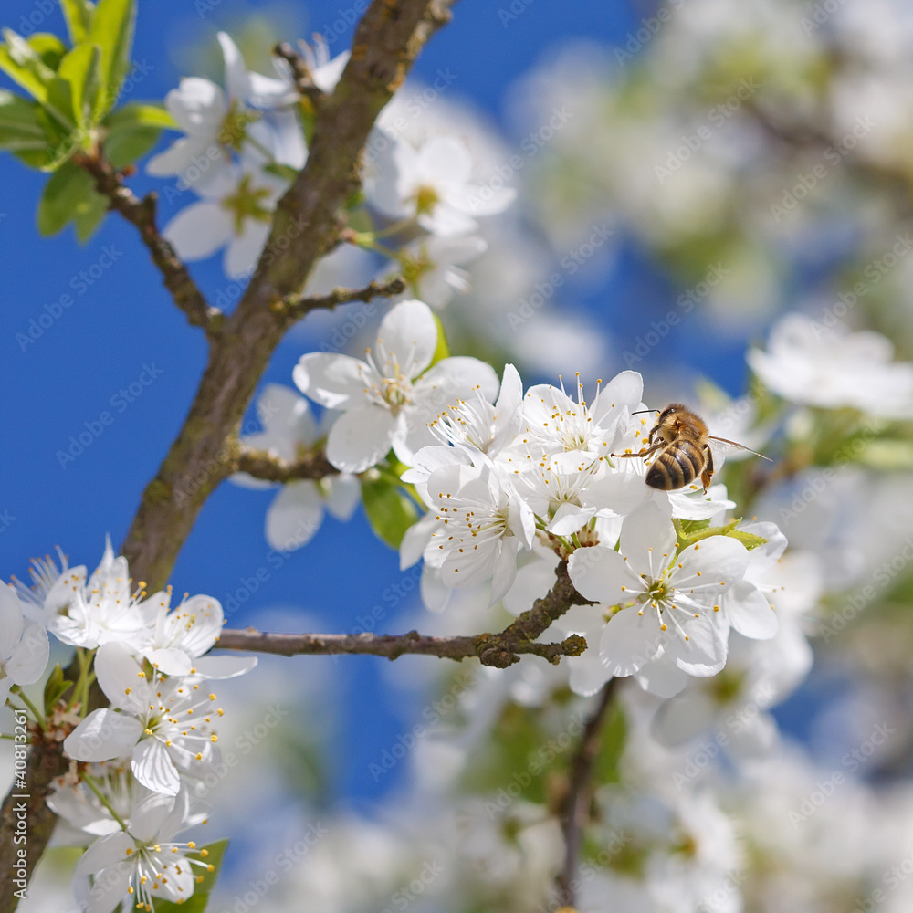 Obraz premium flower and bee