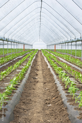 Paprika in greenhouse