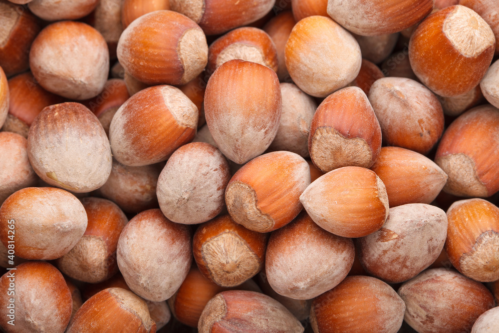 Hazelnut Hazelnut