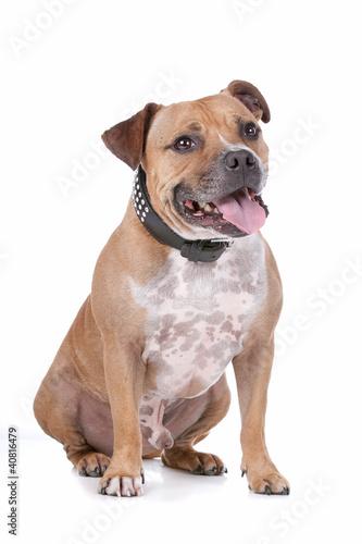 staffordshire bull terrier