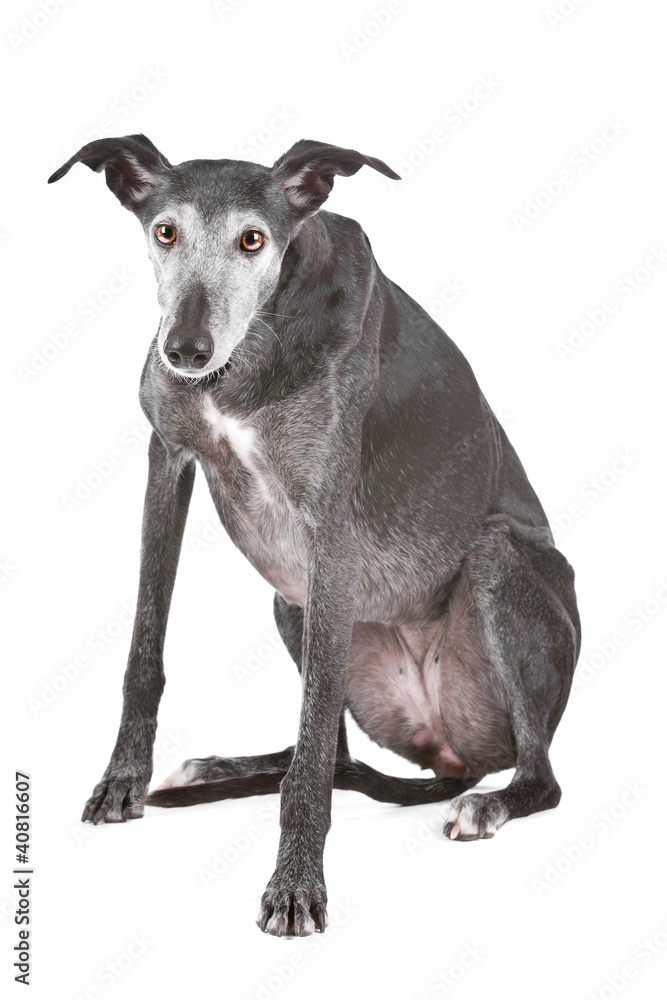 Old greyhound Old greyhound