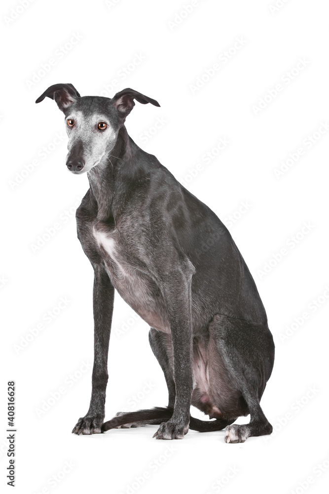 Old greyhound Old greyhound