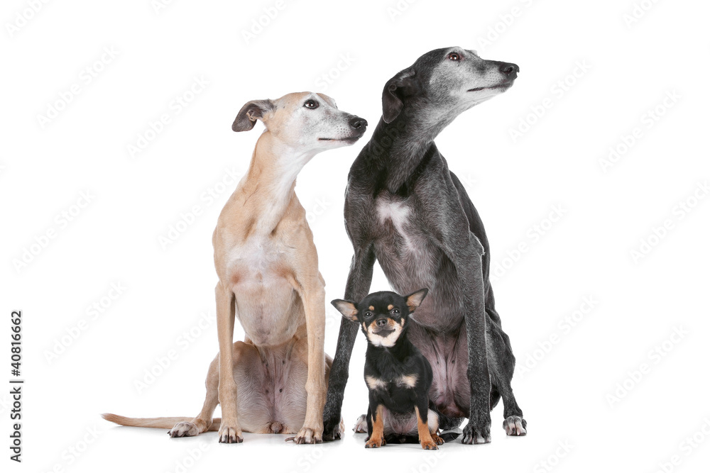 two greyhounds and a chihuahua
