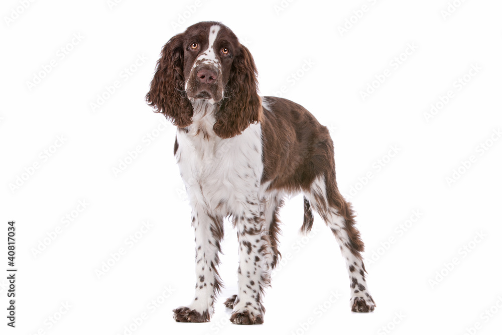 Springer Spaniel