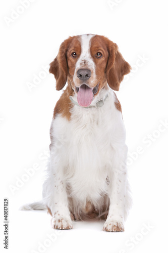 Springer Spaniel