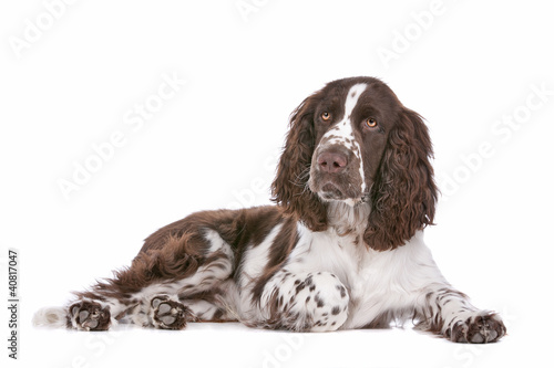 Fotografía Springer Spaniel