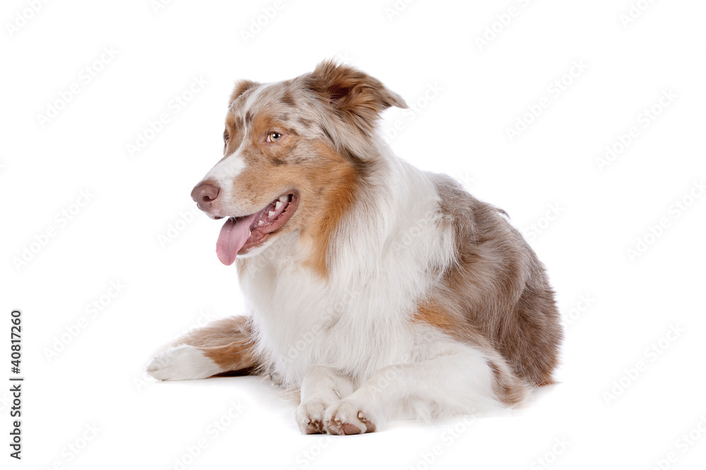 Australian shepherd Australian shepherd