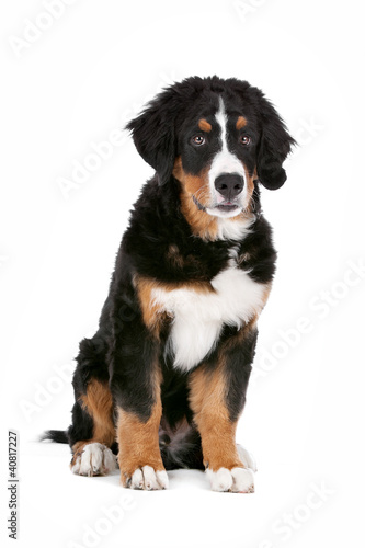 Fototapeta Naklejka Na Ścianę i Meble -  Bernese Mountain Dog puppy