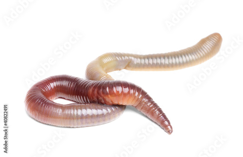 animal earth worm isolated
