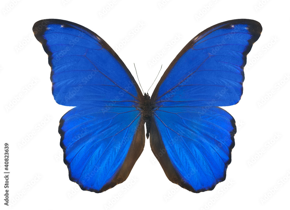 blue isolated on white morpho blue isolated on white morpho