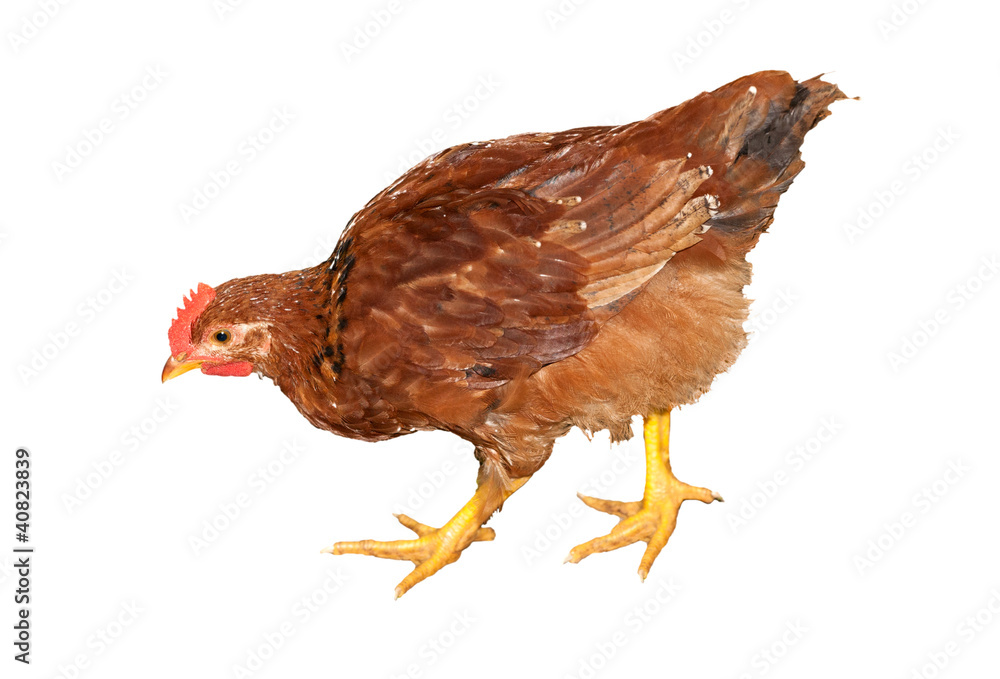 Fototapeta premium brązowy kurczak na białym tle