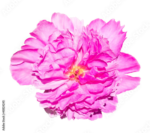 One big pink peony flower isolated