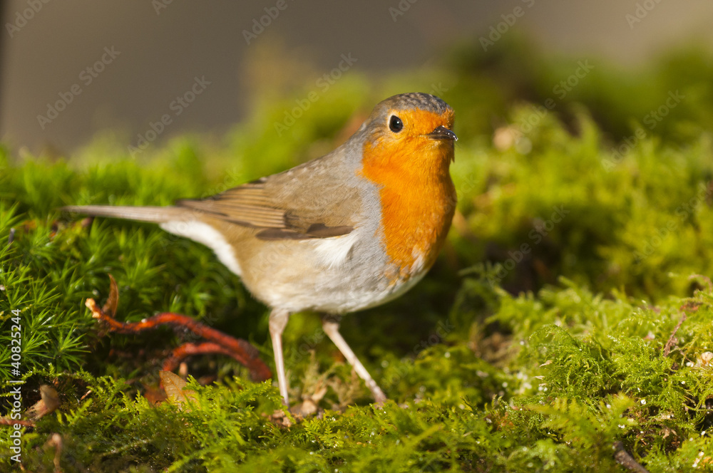 Rougegorge familier (Erithacus rubecula - European Robin) Rougegorge familier (Erithacus rubecula - European Robin)
