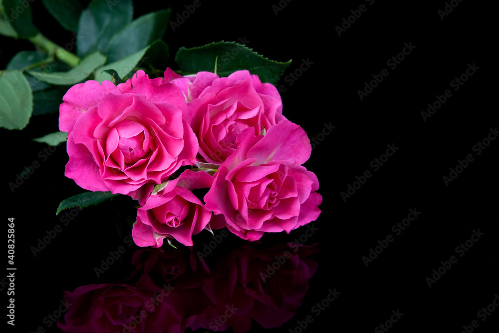 Rose Rose
