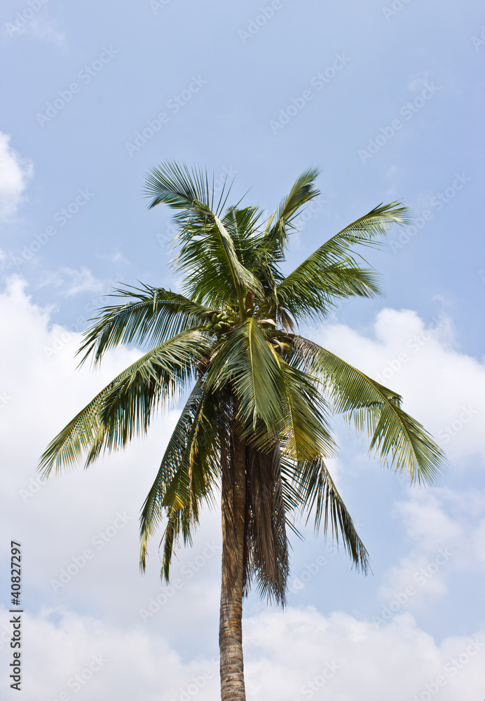 Coconut trees