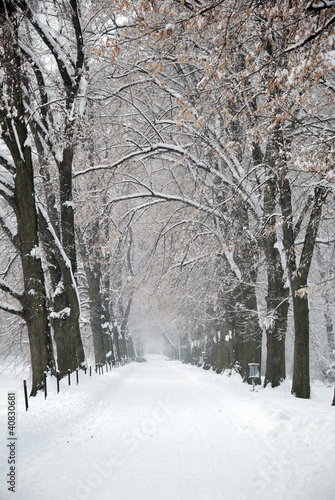 Snow Covered Winter Path under Trees © grondetphoto