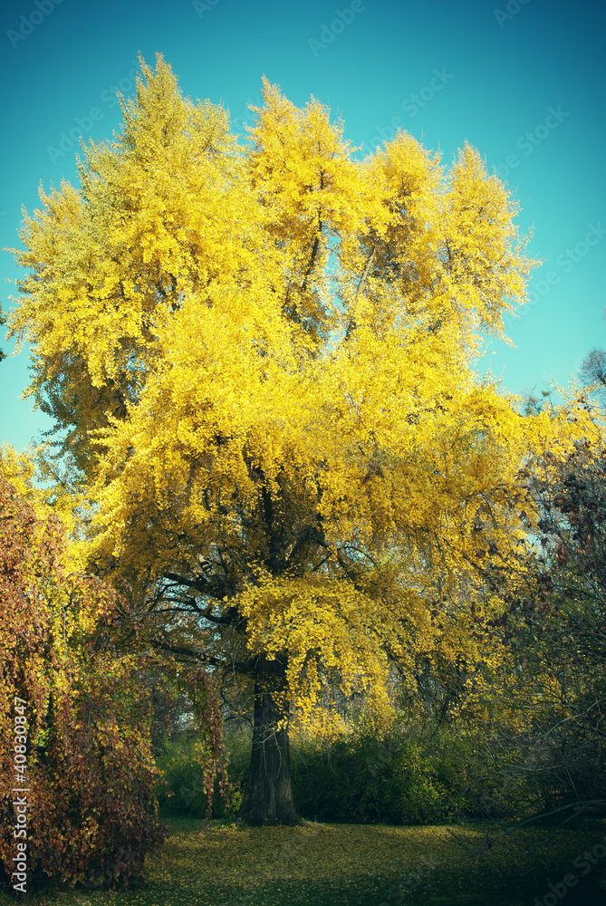 Fototapeta premium Maidenhair Gingko Biloba Tree in Autumn