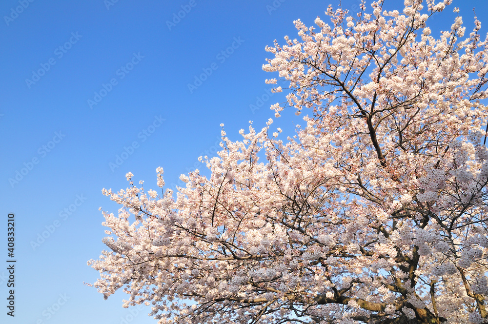 桜と青空