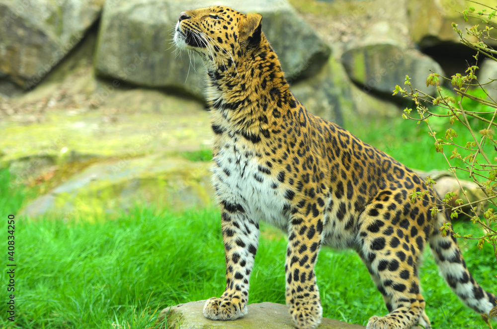 Naklejka premium Amur Leopard