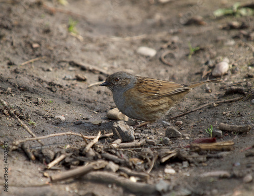 Wallpaper Mural Sparrow Torontodigital.ca