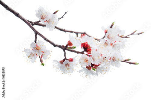apricot-tree flowers isolated on white background