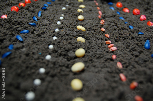 Fotografija Rows of different seeds: corn, sunflower, Rows of different seed