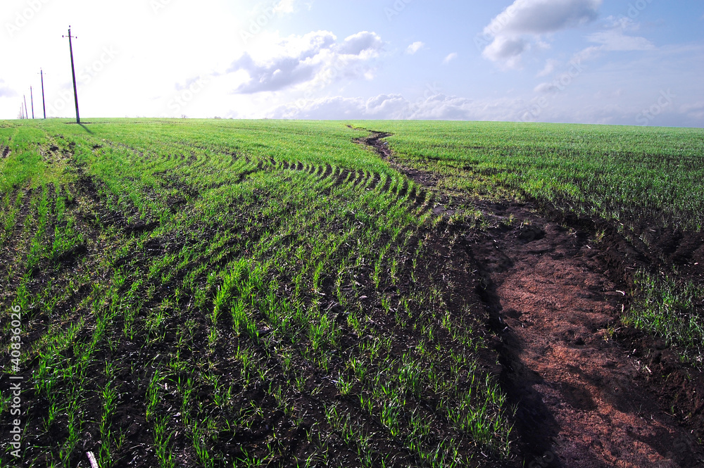Vegetation of winter wheat and errosion of soil