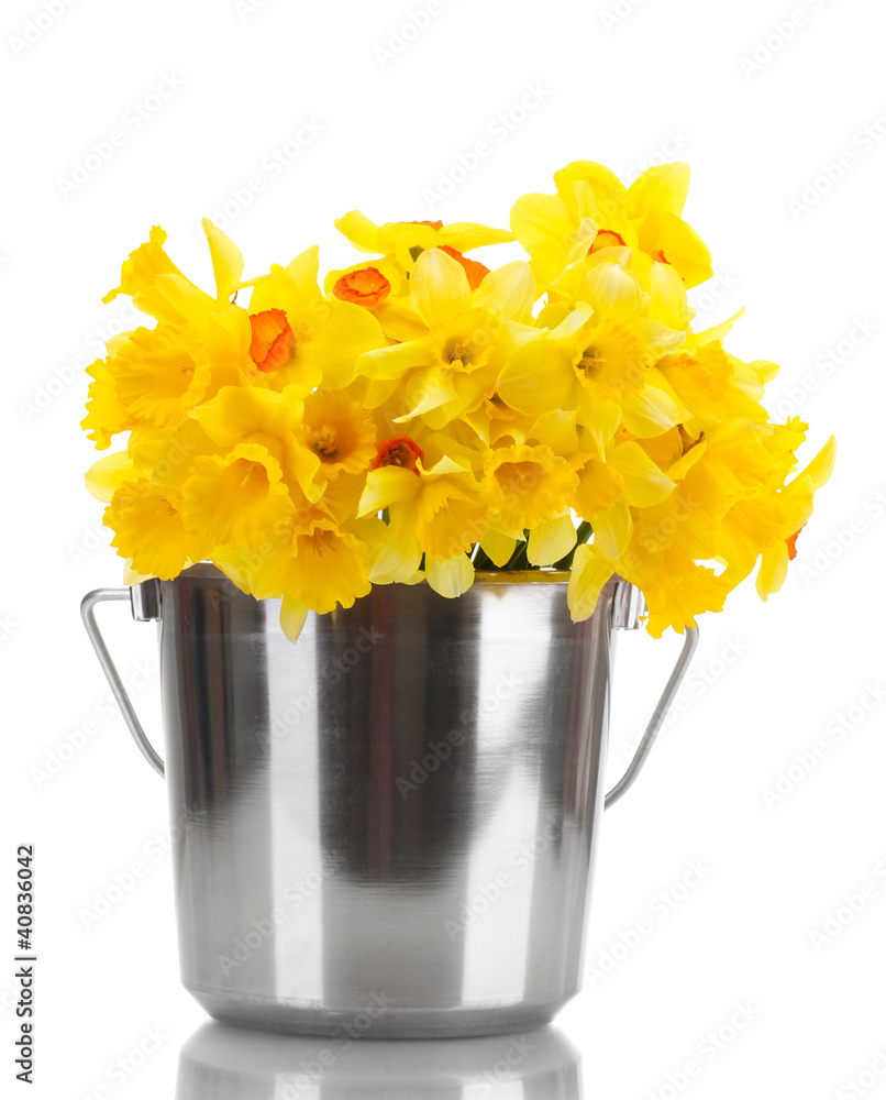 beautiful yellow daffodils in a bucket isolated on white