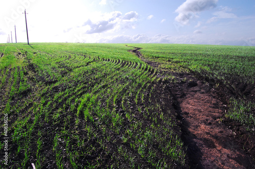 Fototapet Vegetation of winter wheat and errosion of soil