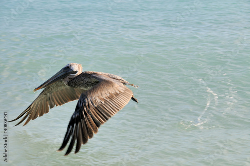 Brown Pelican © lophie