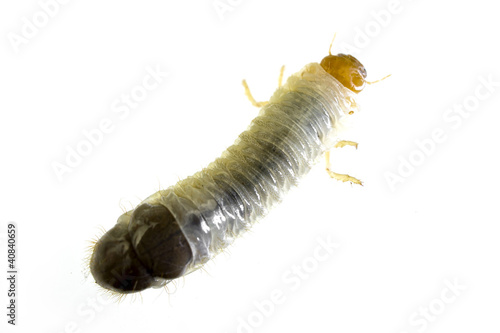 June Bug larvae