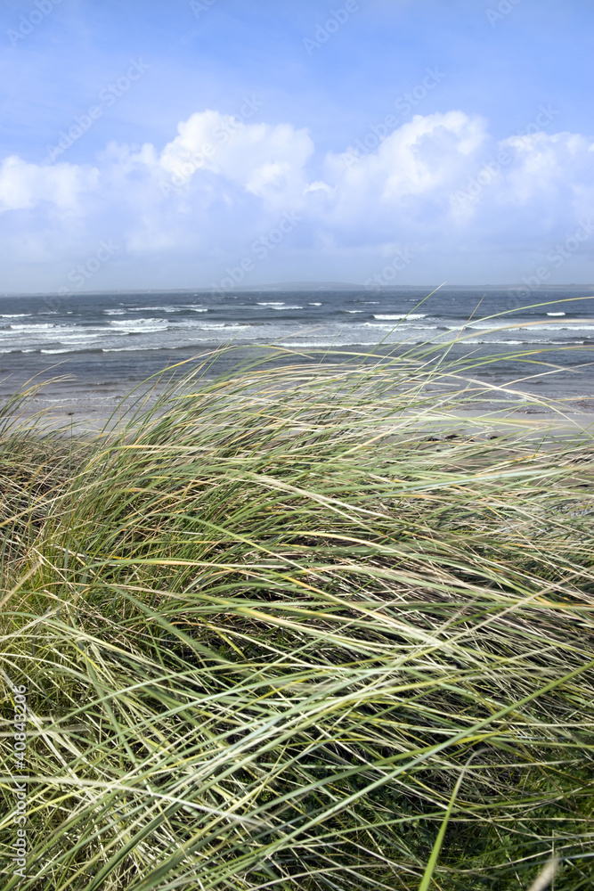 kerry dune grass