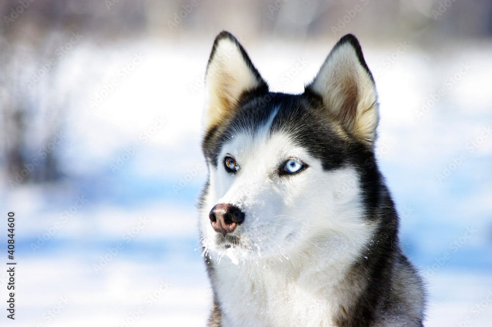 close-up portrait of Chukchi husky breed dog on winter backgroun