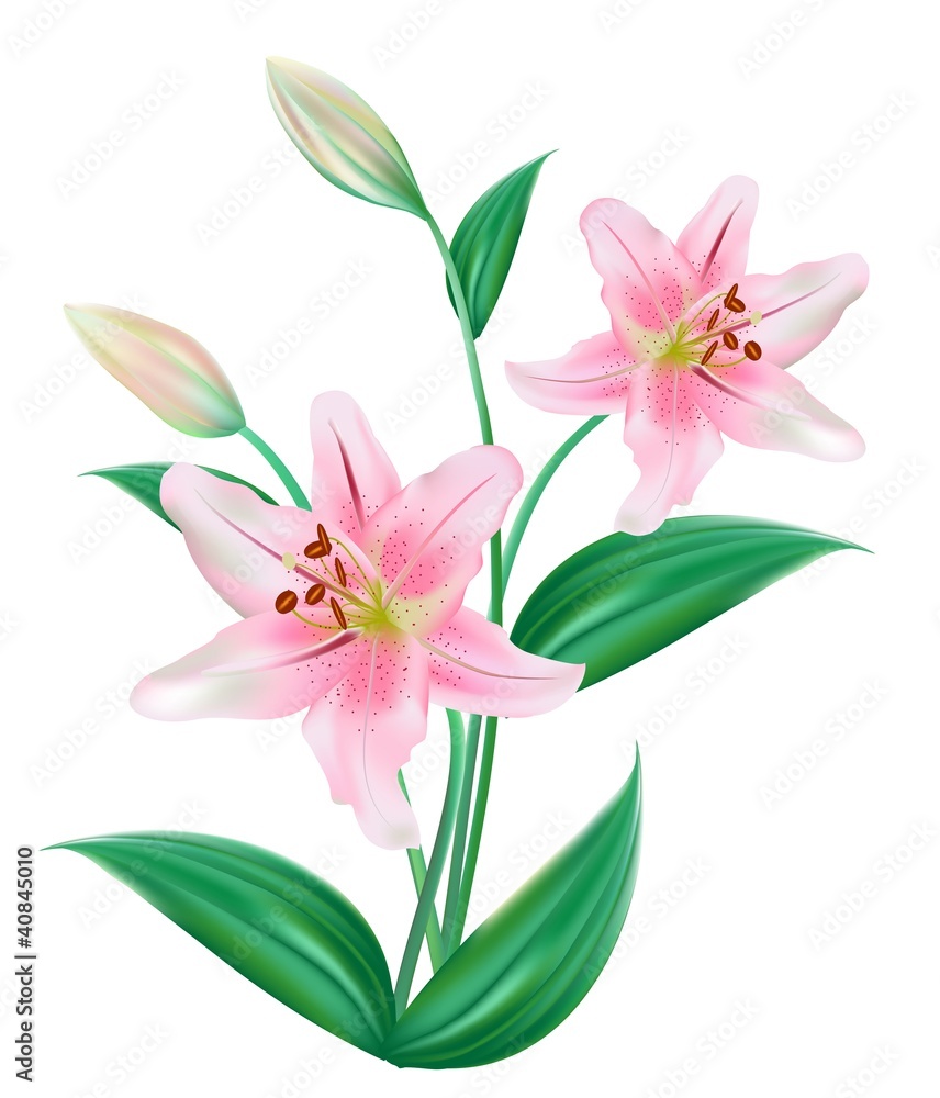 Lilly Flower Isolated