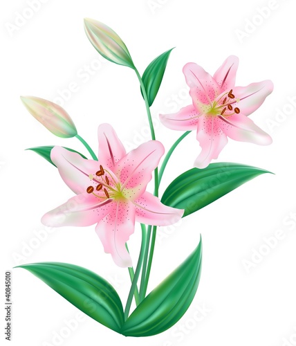 Fototapeta Naklejka Na Ścianę i Meble -  Lilly Flower Isolated