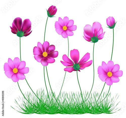 vector cosmos flowers