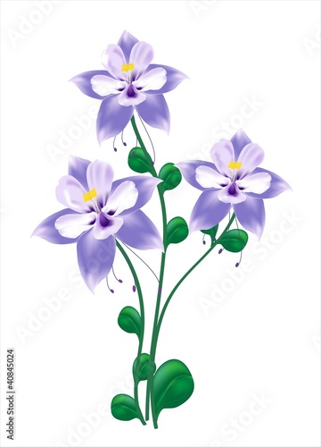 blue columbine flower