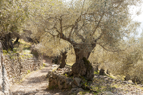 Alter Baum am Weg photo