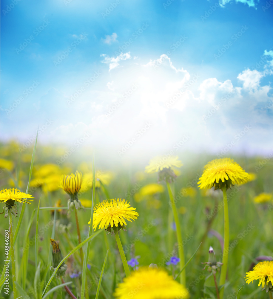 Fototapeta premium landscape