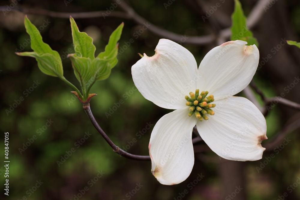 Naklejka premium fiore di Cornus Florida (Flowering Dogwood)