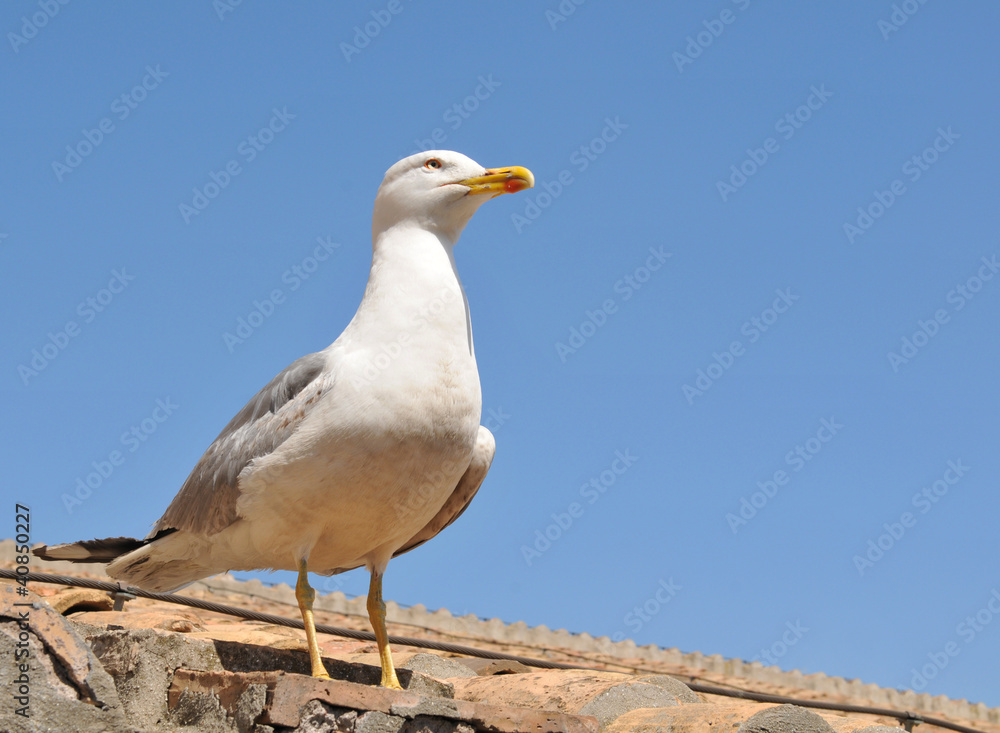 Seagull