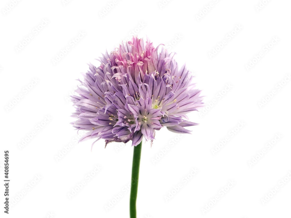 Naklejka premium Flowers of chives