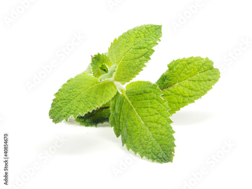 mint leaves