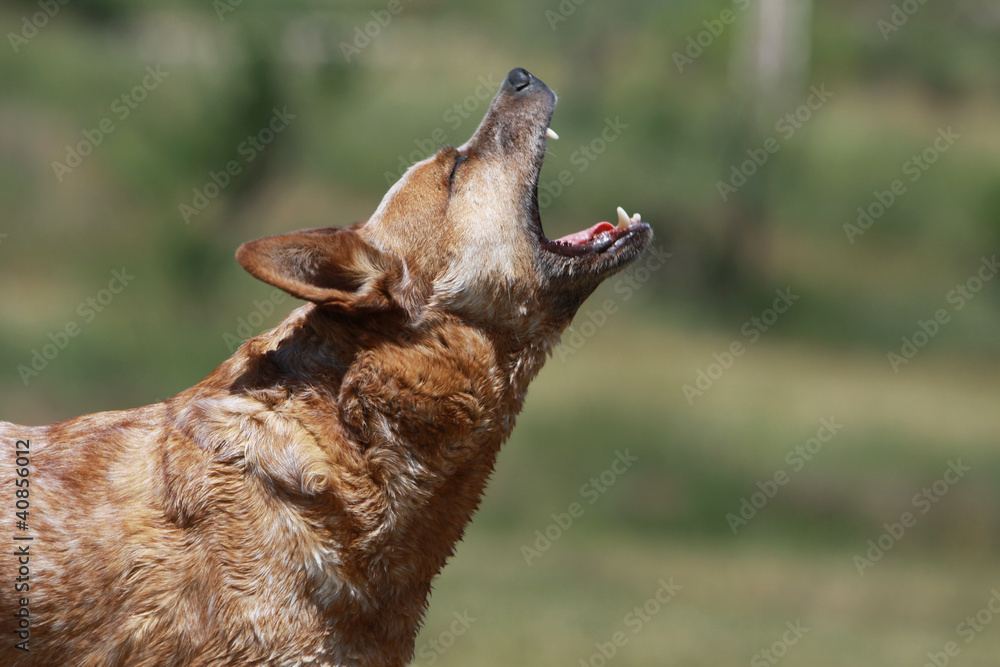 Fototapeta premium chien en train de hurler à la mort