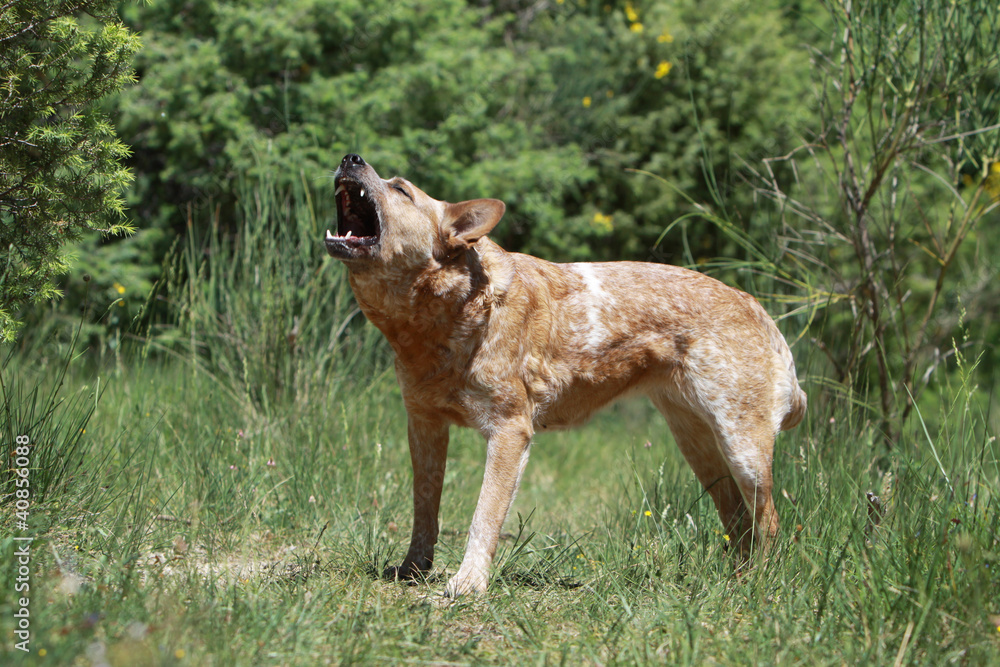 Naklejka premium australian cattle dog aboyant et hurlant