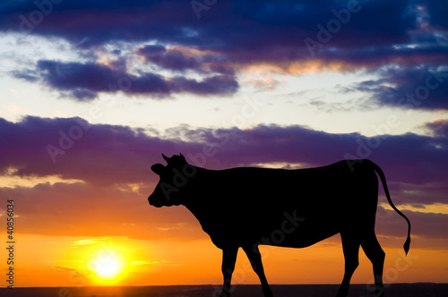 Silhouette of a cow